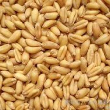 八千乡清发农产品 农产品购销 小麦 小麦销售 农副产品 质优价廉 薄利